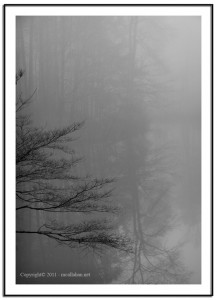 winter_fog_www